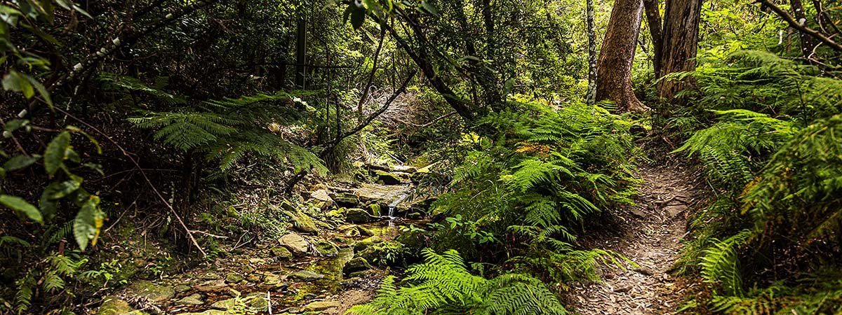 Sutherland Shire Family Photography & Wedding Portrait Location - Coonong Creek Bushland Reserve Map